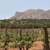 Kreta: griechische Weinvielfalt von der Insel