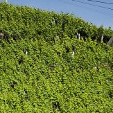 Madeira: Wein mit überdurchschnittlichem Alterungspotenzial