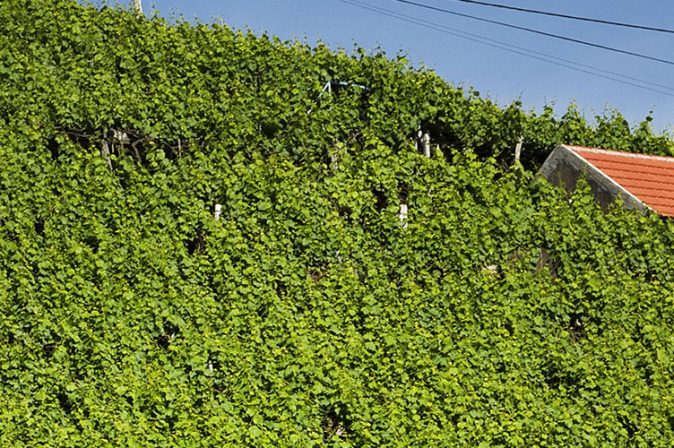Madeira: Wein mit überdurchschnittlichem Alterungspotenzial