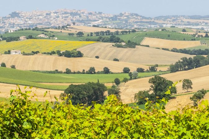 Marken: Rot- und Weißwein aus der italienischen Küstenregion