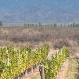 Mendoza
