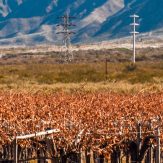 Patagonien: Weinbau im Süden von Argentinien