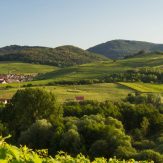 Weinanbauregion Pfalz