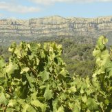 Priorat: hochwertige Rotweine aus Spanien