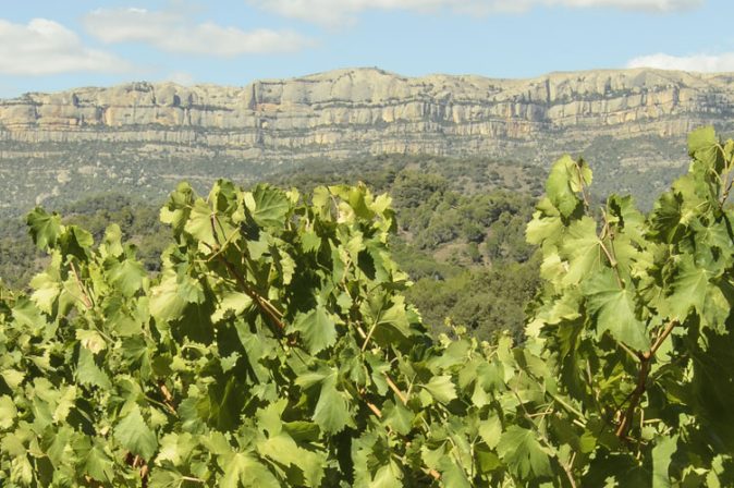Priorat: hochwertige Rotweine aus Spanien