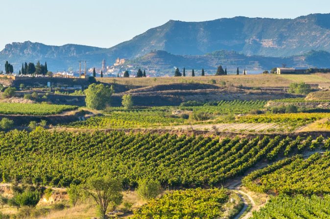 Rioja: Exzellente Cuvées