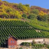 Saale-Unstrut Weinberg