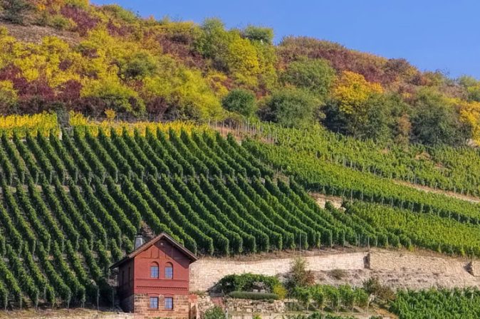 Saale-Unstrut Weinberg