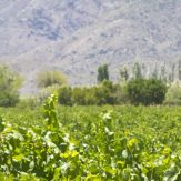 San Juan: einfache Weine aus Argentinien