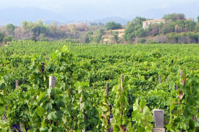 Weinregion Sizilien