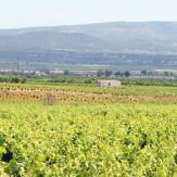 Utiel-Requena: spanische Weine mit ganz eigenem Charakter