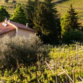 Valpolicella: das Tal der vielen Weinkeller