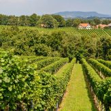 Weinviertel: Kellergassen prägen die österreichische Weinbauregion