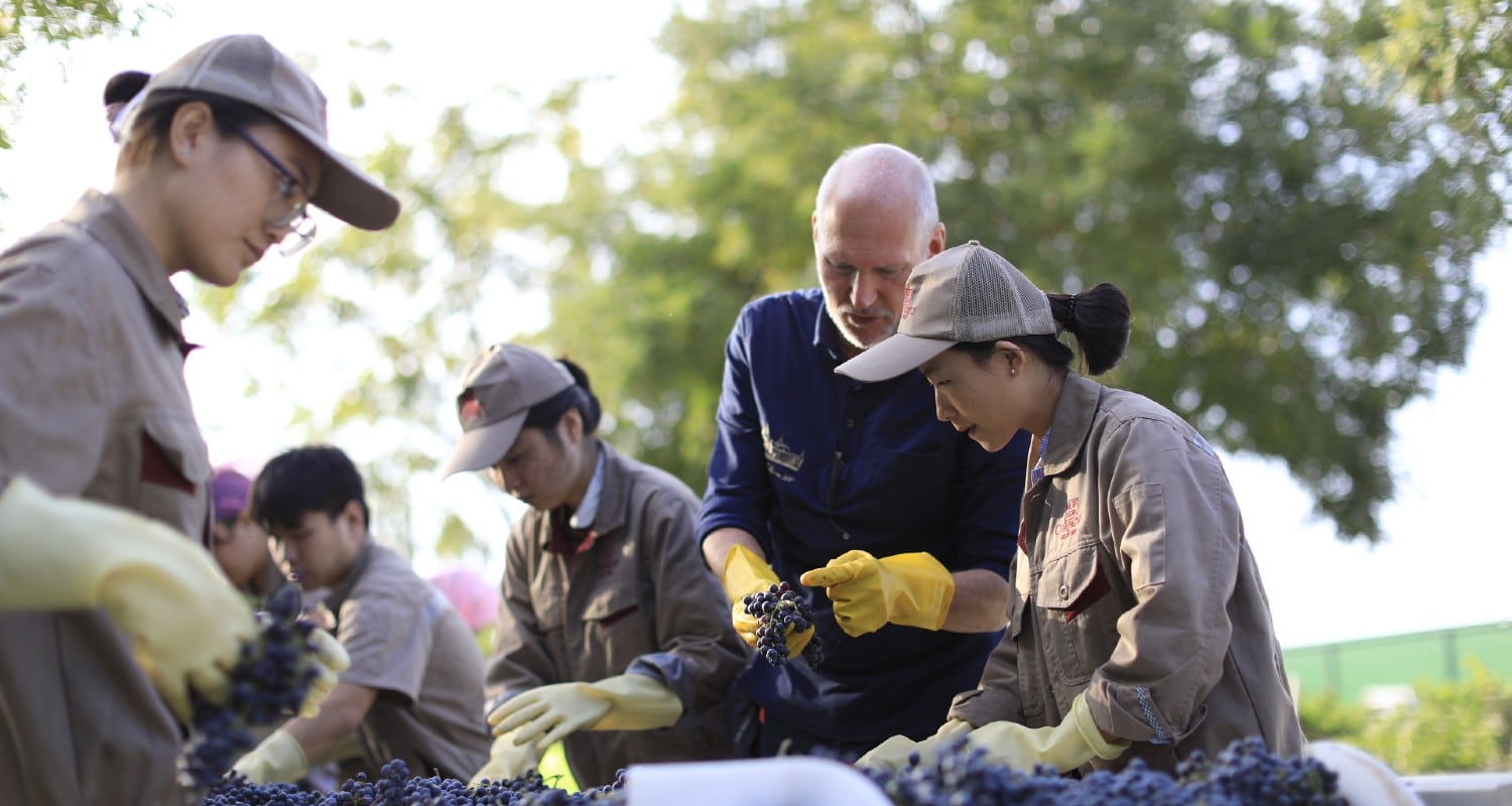 Weinlese in China