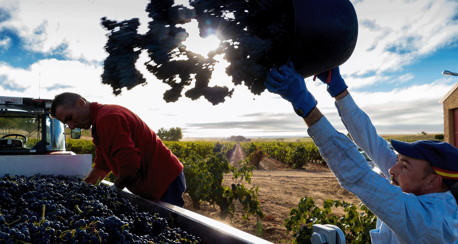 Ribera del Duero Weinbau