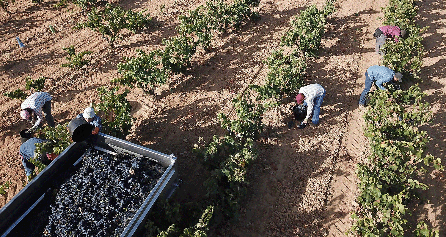 Ribera del Duero Boden