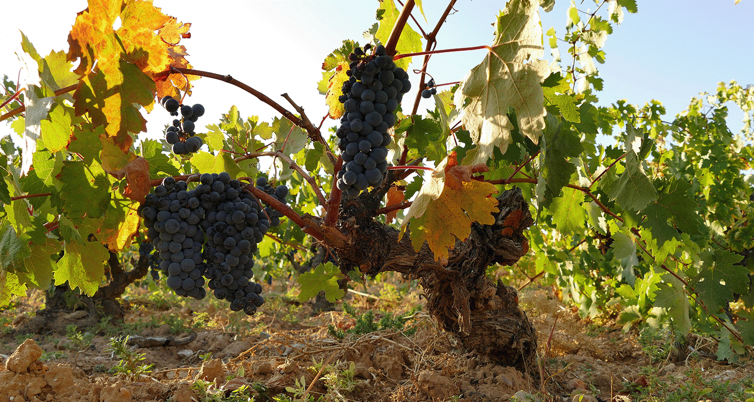 Ribera del Duero Rebsorten