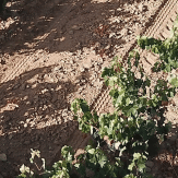 Ribera del Duero