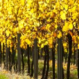 Rheinhessen