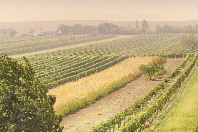 Weinland Österreich