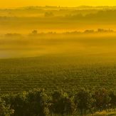 Weinregion Bordeaux