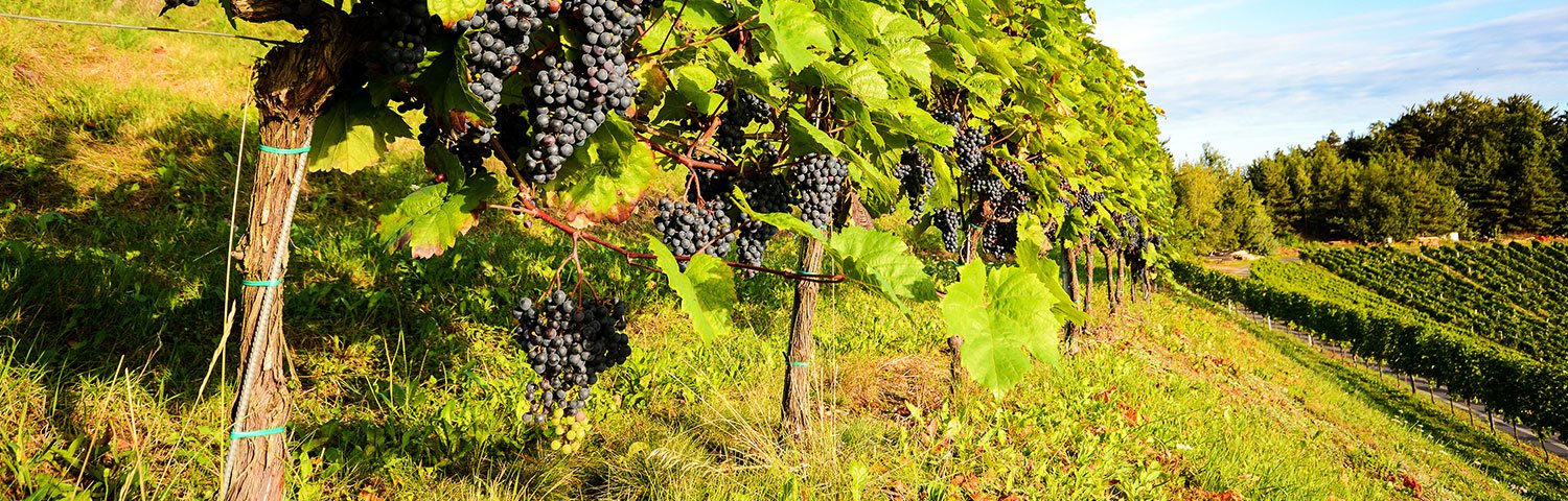 Eisenberg Weinbauregion Österreich