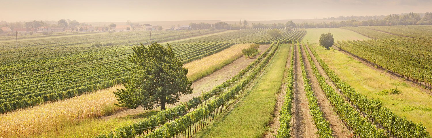 Mittelburgenland Weinbauregion Österreich