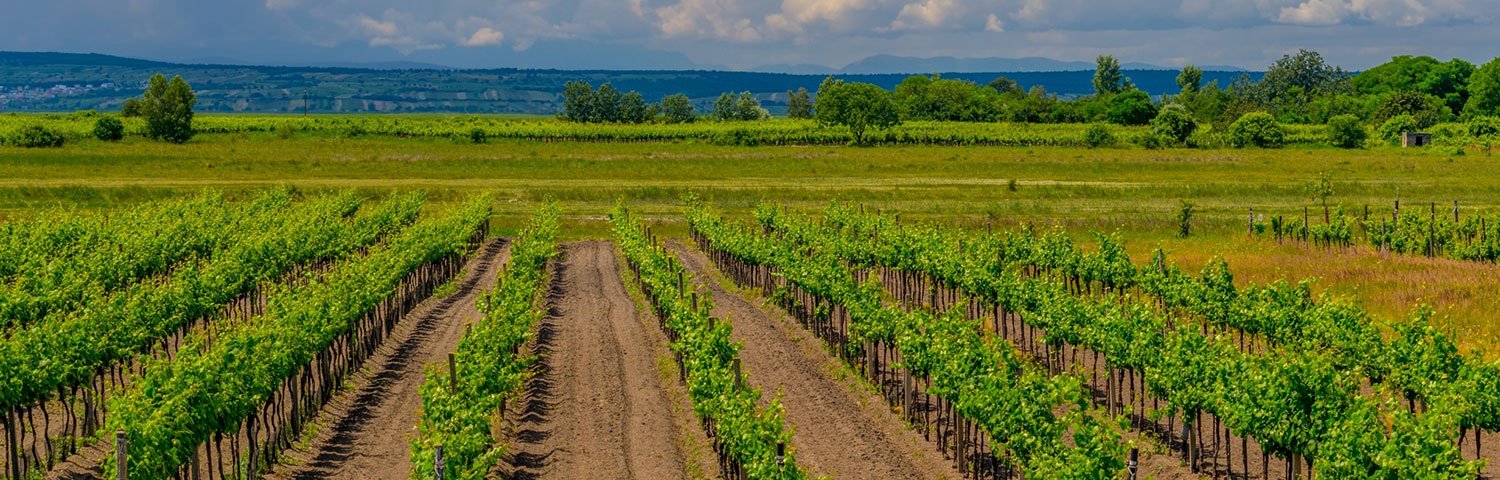 Neusiedlersee Weinbauregion Österreich