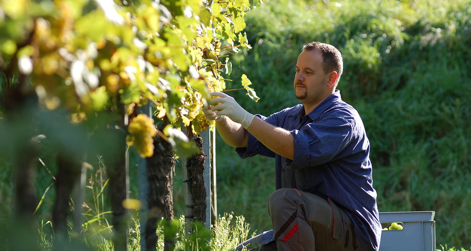 Wein-Jahrgang 2016