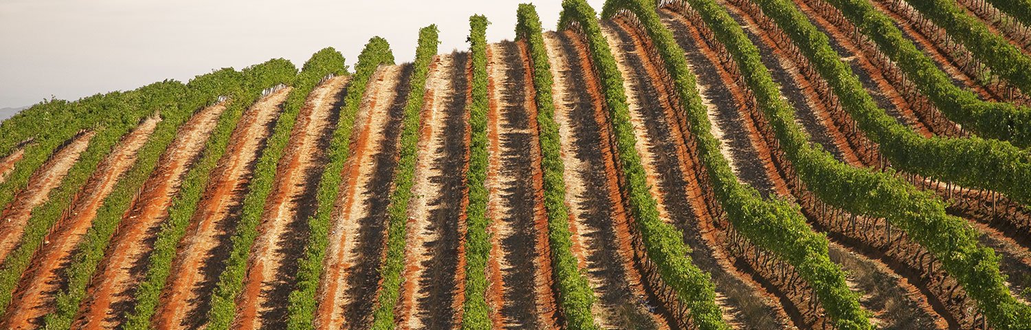 Weinland Südafrika Weinberg