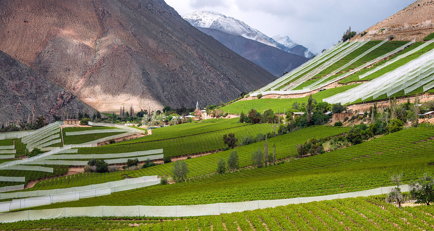 Weinlese Elqui Valley, Chile