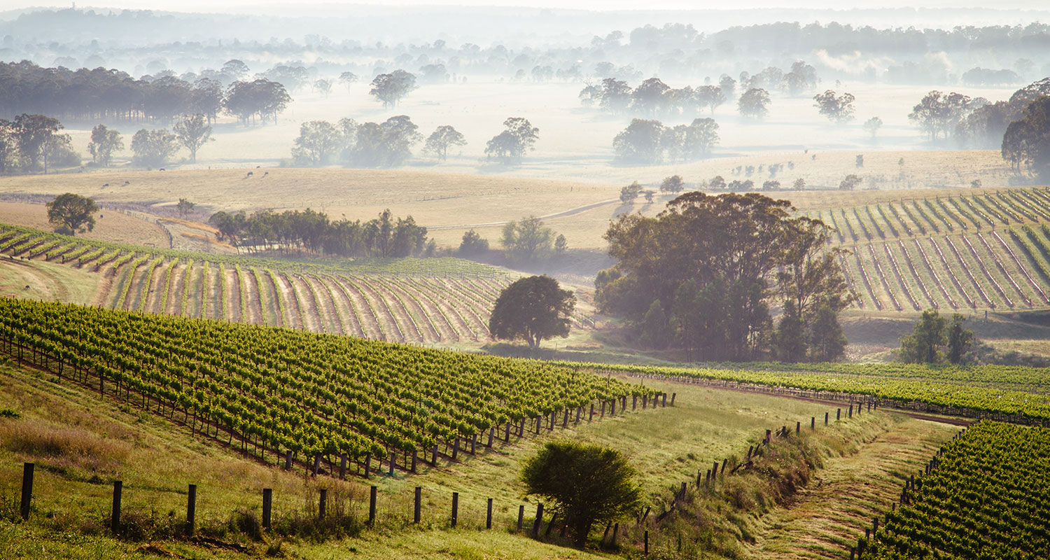 Weinlese_Hunter_Valley_Australien