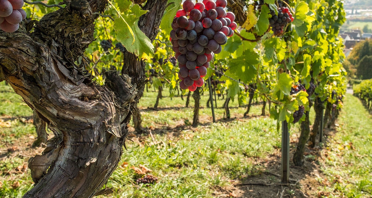 Weinstock mit alten Reben