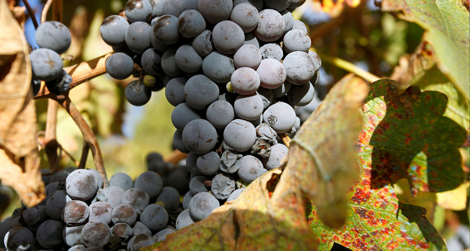 Weinland Argentinien