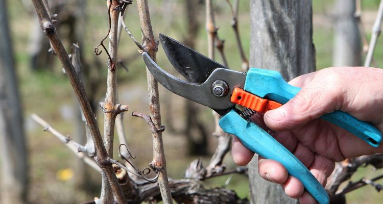 Neues Leben erwacht Frühjahr im Weinberg » Weinfreunde Magazin