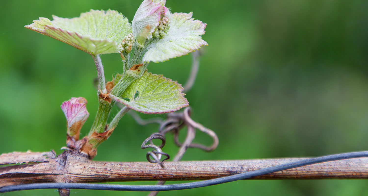 Knospen der Weinrebe