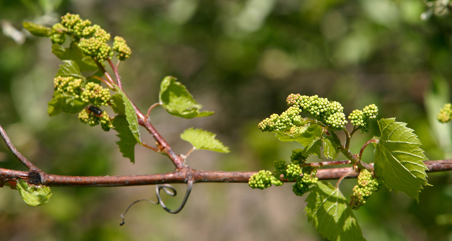 erste Früchte an Weinrebe