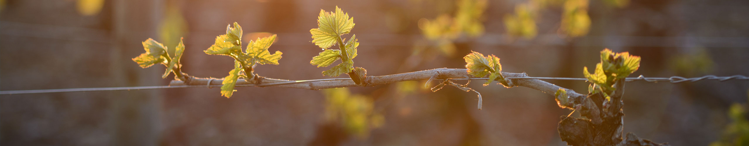 Wenn Neues Leben Erwacht Fruhjahr Im Weinberg Weinfreunde Magazin