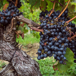 Alte Reben mit Trauben