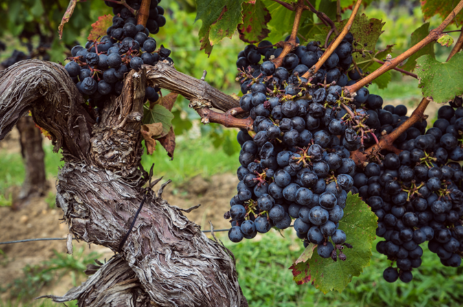 Alte Reben mit Trauben