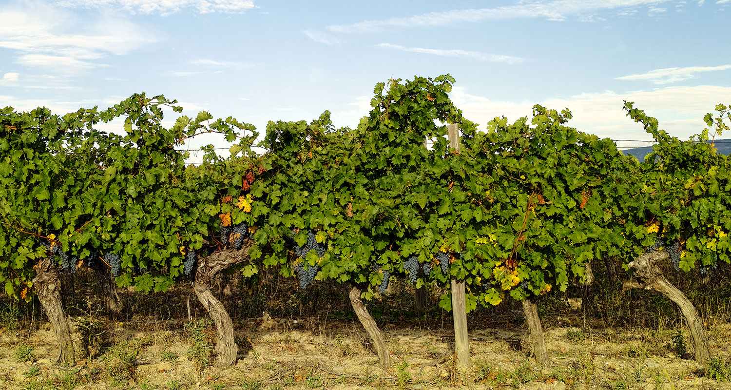 Languedoc-Roussillon