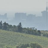 Weinregion Wien
