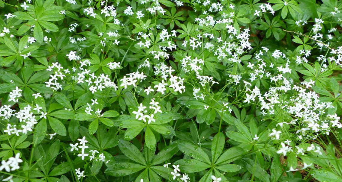 Wonnetrunk mit Waldmeister: die Maibowle | Weinfreunde Magazin