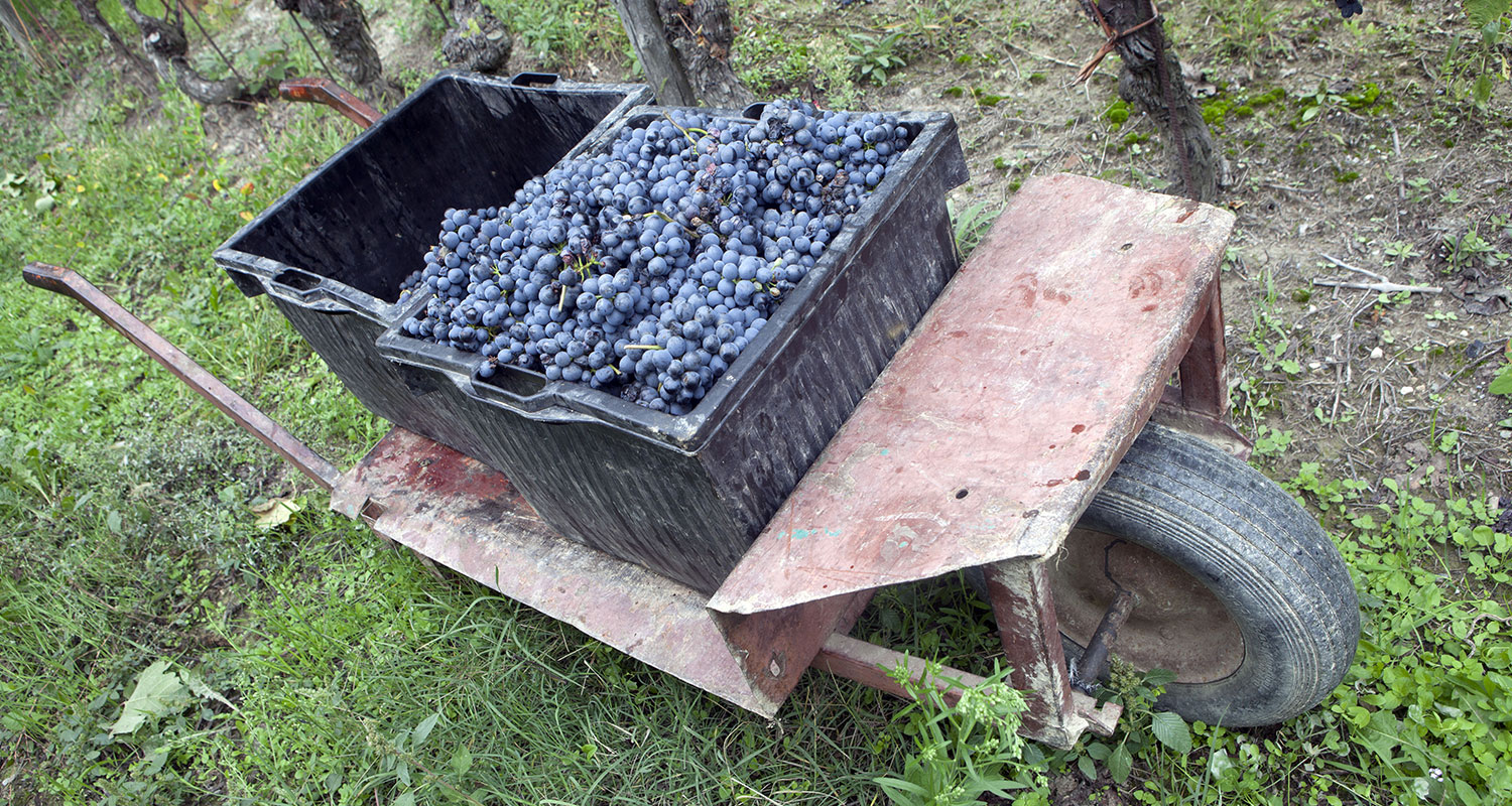 Barbaresco Angelo Gaja