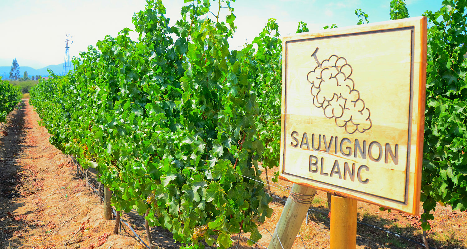 Sauvignoon Blanc - Weine für Einsteiger