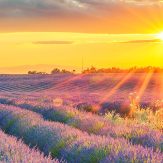 Provence Wein
