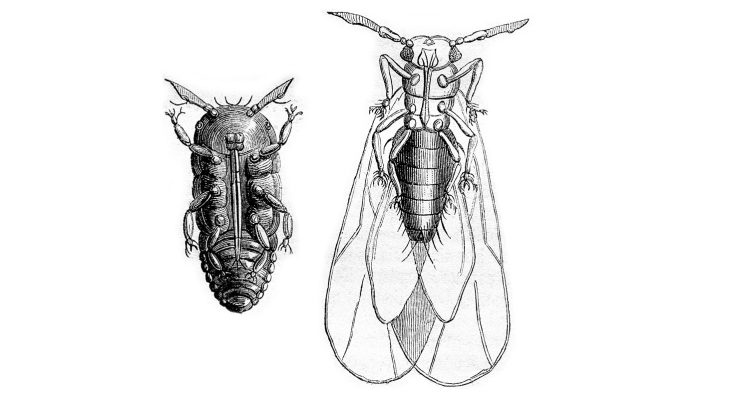 Phylloxera Kleine Reblaus Sorgt F r Riesenkatastrophe phylloxera-kleine-reblaus-sorgt-f-r-riesenkatastrophe