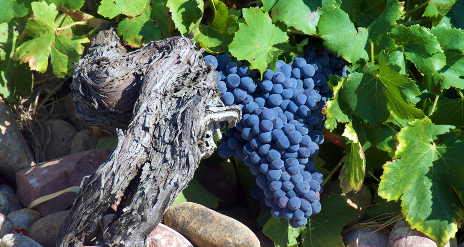 Syrah Trauben im Châteauneuf-du-Pape