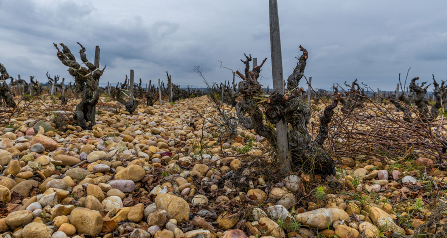 Reben im Winter, Kieselsteine "Galets"