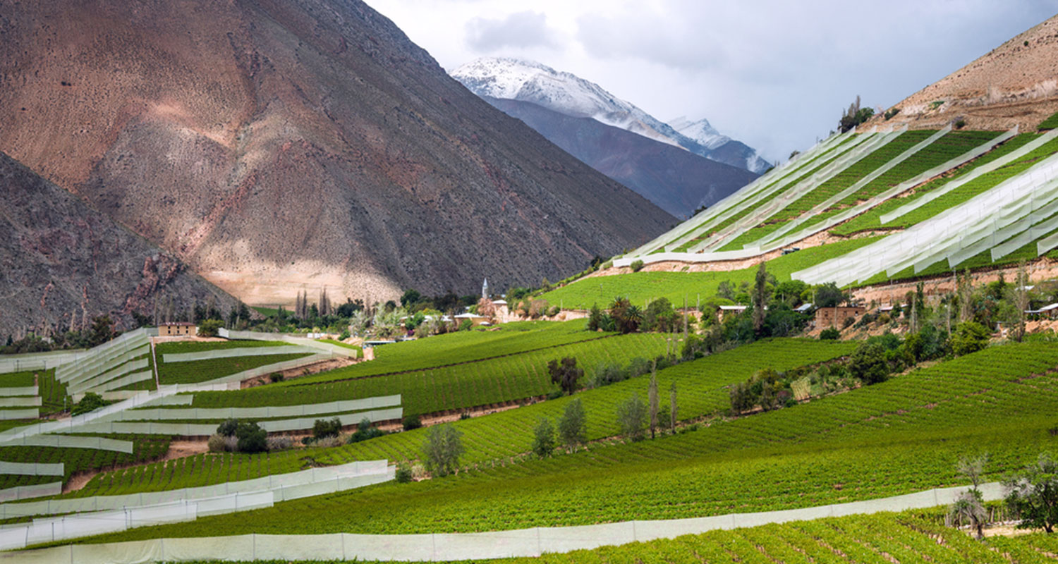 Weinfelder am Fuß eines Berges.